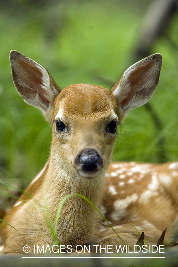 White-tailed fawn in habitat