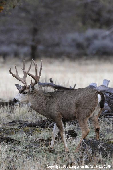 Blacktail buck in habitat.