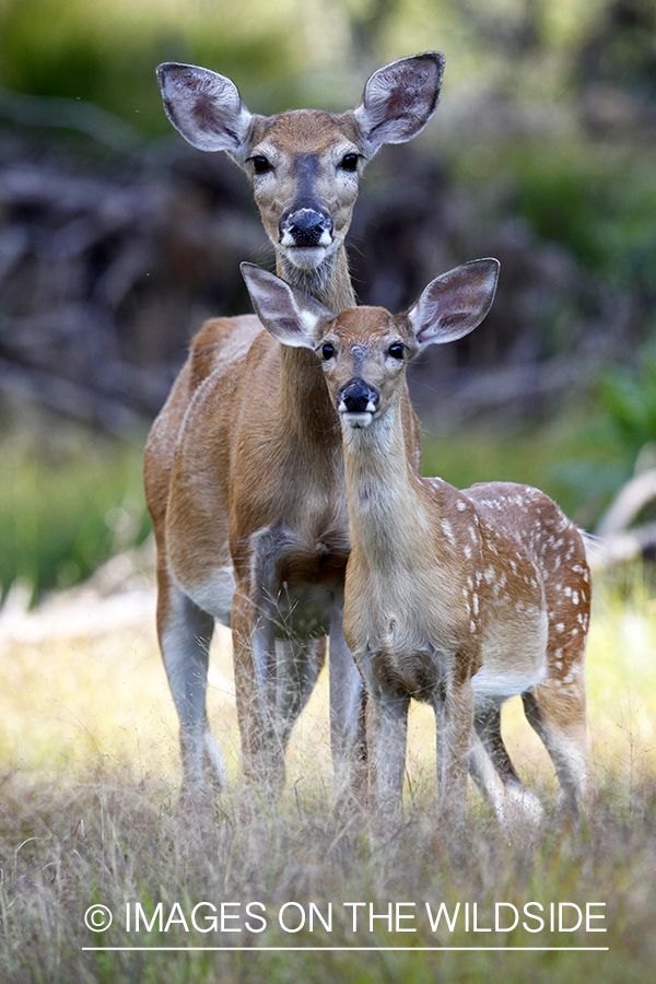 White-tailed fawn with doe. 