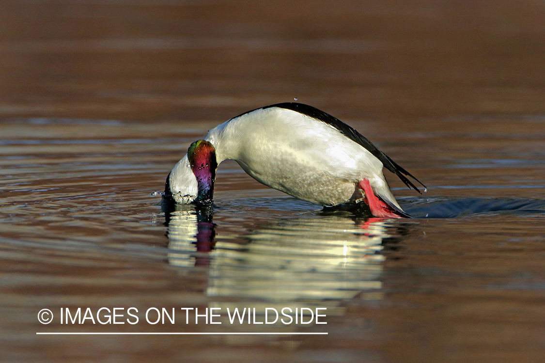 Bufflehead Drake diving.