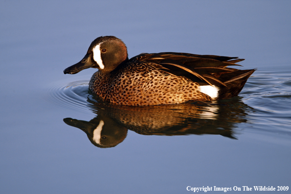 Blue-Winged Teal Duck