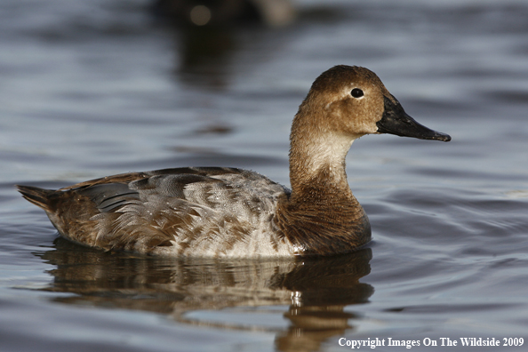 Canvasback Hen