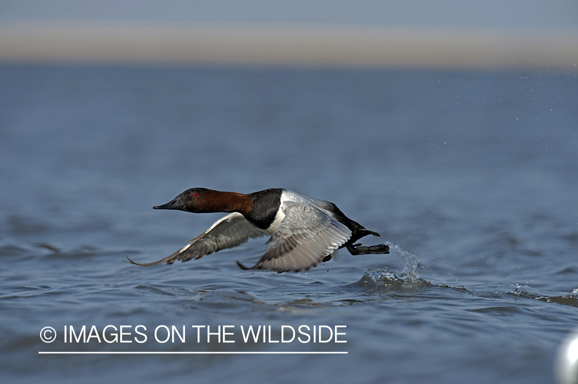 Canvasback in flight.