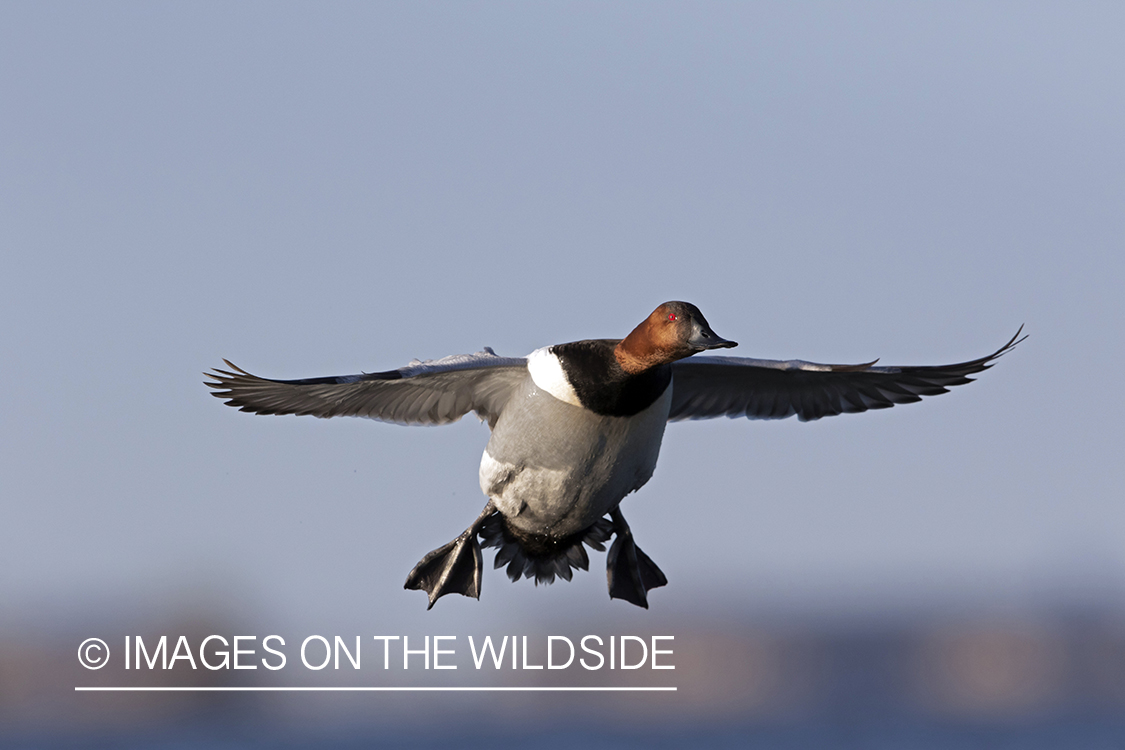 Canvasback drake in flight.