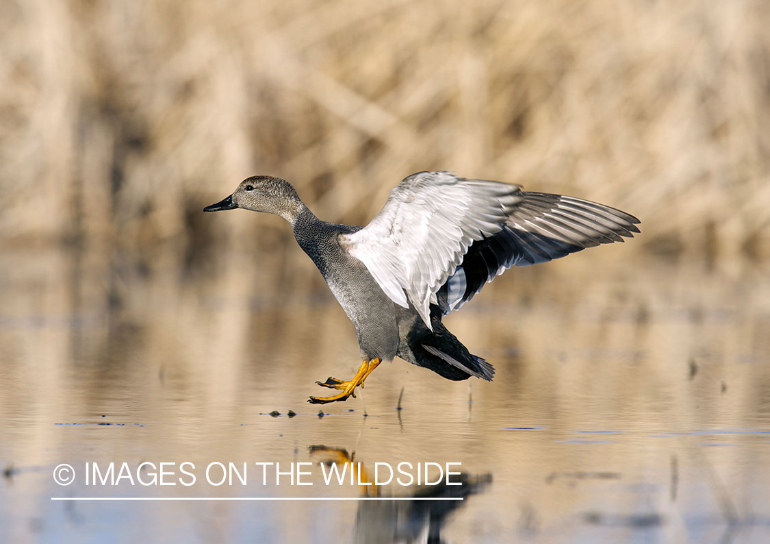 Gadwall duck landing.