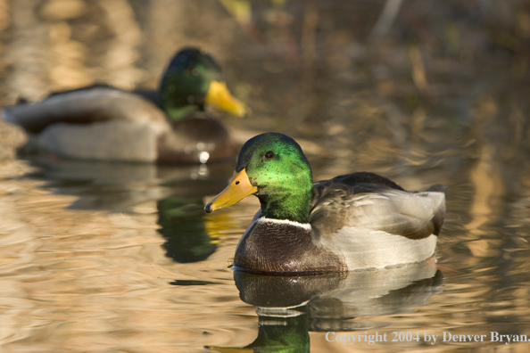 Mallards on pond.