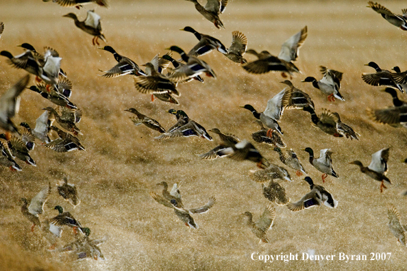 Mallard ducks in flight