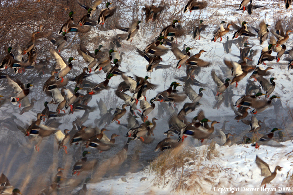 Mallard Ducks/Flock