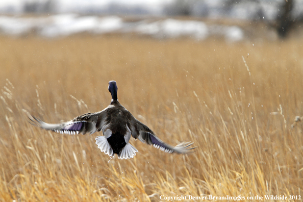 Mallard in flight. 