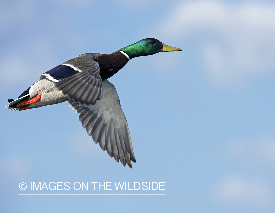 Mallard duck in flight.