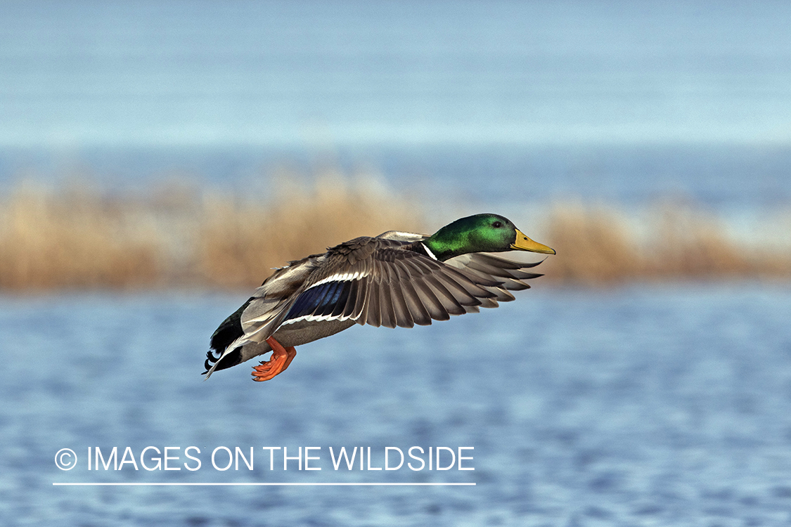 Mallard drake in flight.