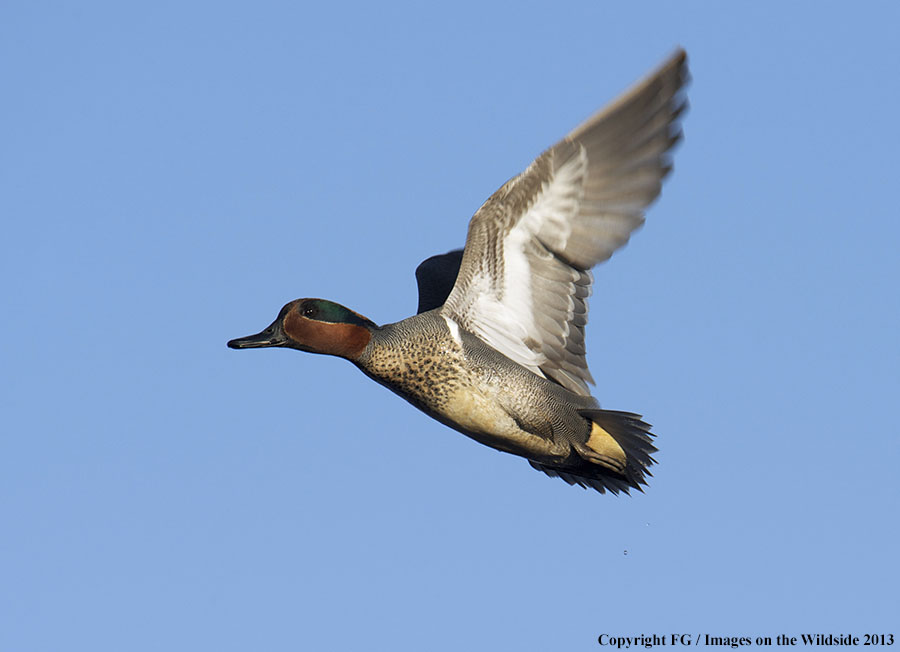 Green-winged teal in flight.