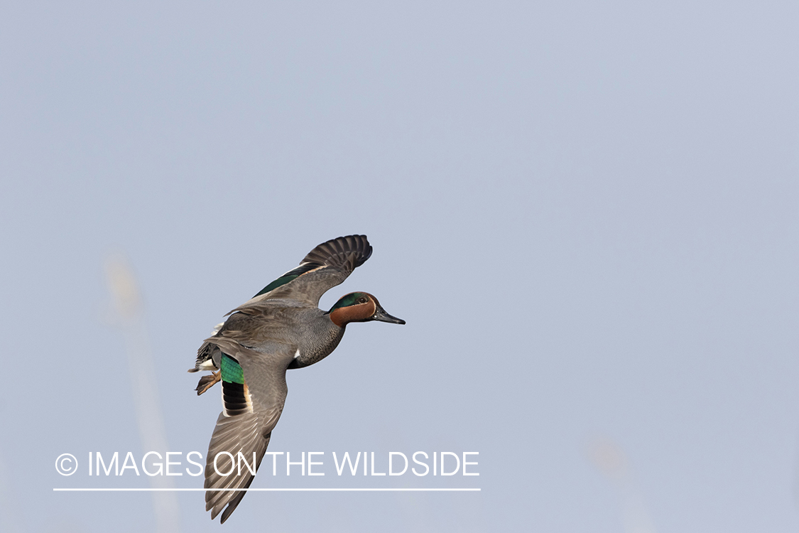 Green-winged Teal in flight.