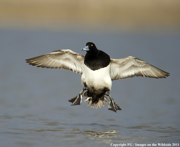 Lesser Scaup landing on water. 