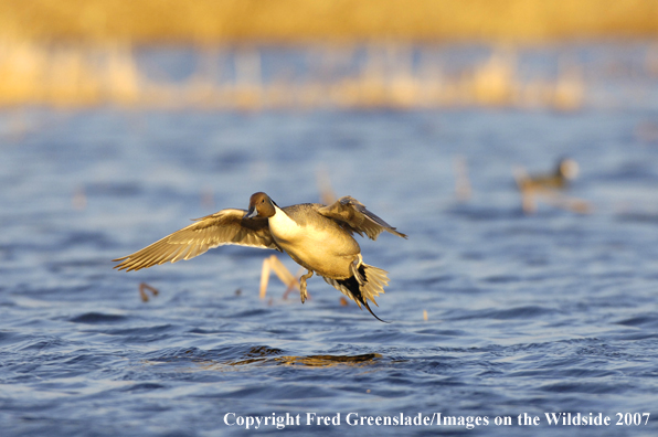 Pintail duck