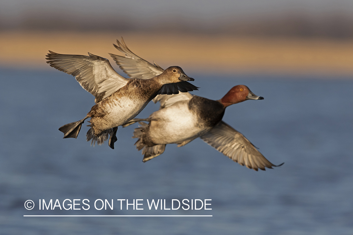 Redhead ducks in flight.