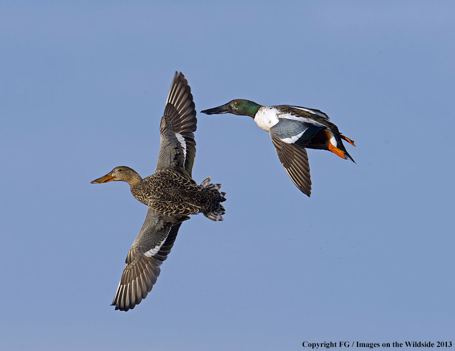 Shoveler ducks in flight.