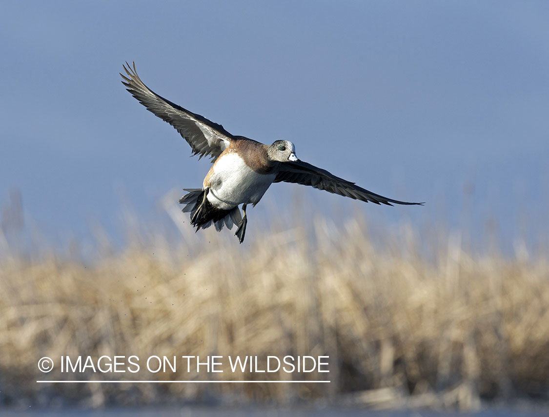 Wigeon duck in flight.