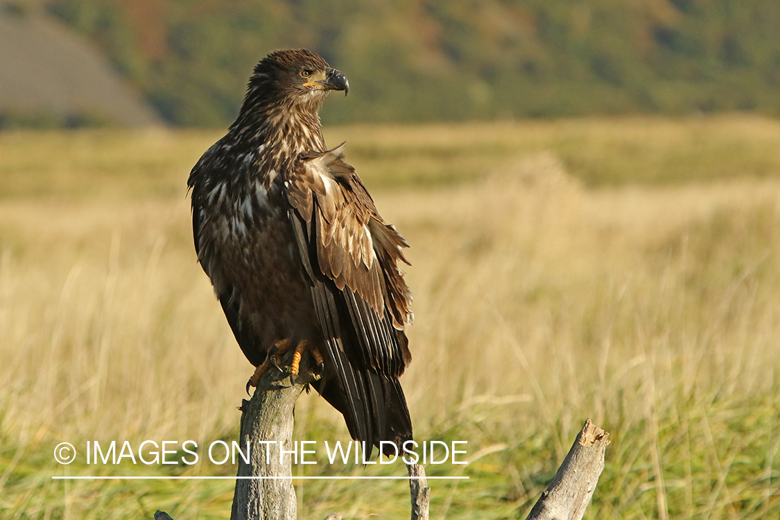 Bald Eagle (immature).