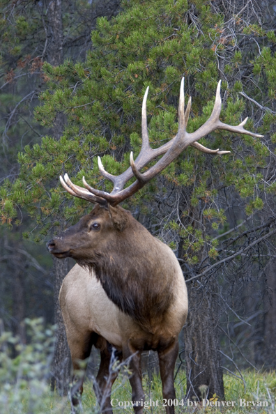 Rocky Mountain bull elk in habitat.