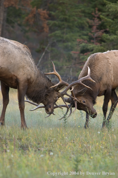 Rocky Mountain bull elk fighting.