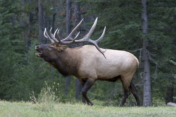 Rocky Mountain bull elk bugling.