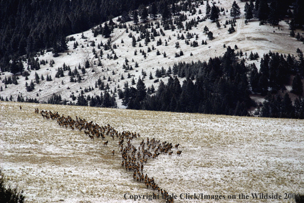 Rocky Mountian Elk Herd