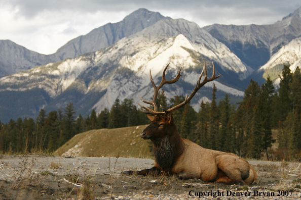 Rocky Mountain Elk bedded down