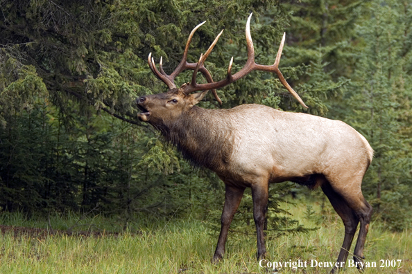 Rocky Mountain Elk bugling