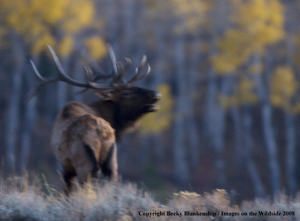 Rocky Mountain Elk