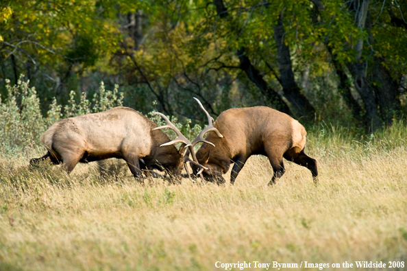 Bull Elk Fighting