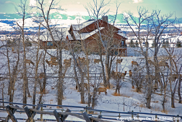 Bull and cow elk in urban situation