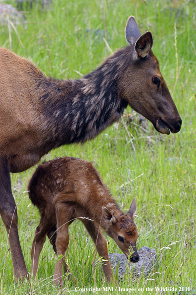 Rocky Mountain Cow Elk with Brand New Baby Calf