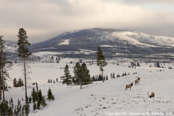 Rocky Mountain Bull Elk in habitat. 