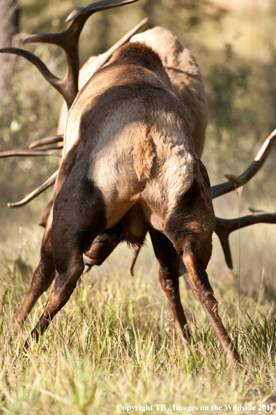 Bull elk fighting. 