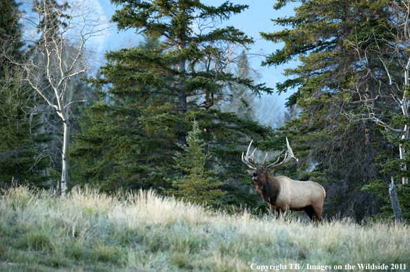 Rocky Mountain bull elk bugling. 