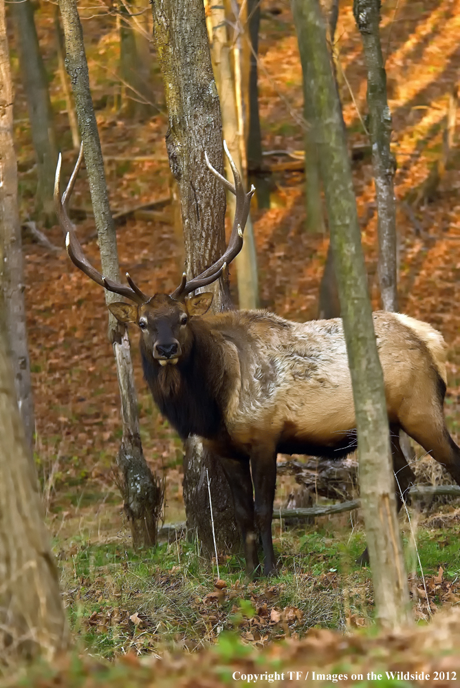 Bull elk in habitat. 