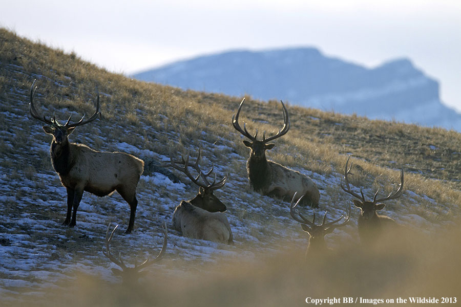 Rocky Moutain Elk in habitat.