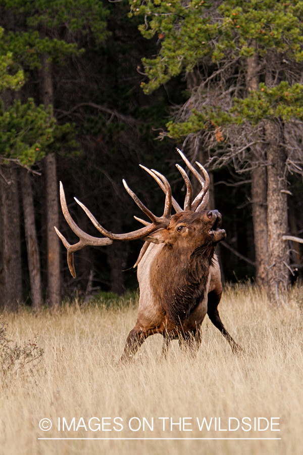 Rocky Mountain Bull Elk bugling in habitat.