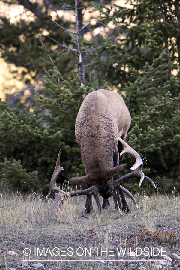 Rocky Mountain Bull Elk in threat display during the rut.