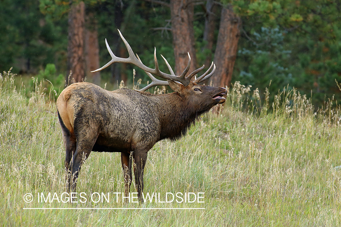 Rocky Mountain Bull Elk bugling in habitat.