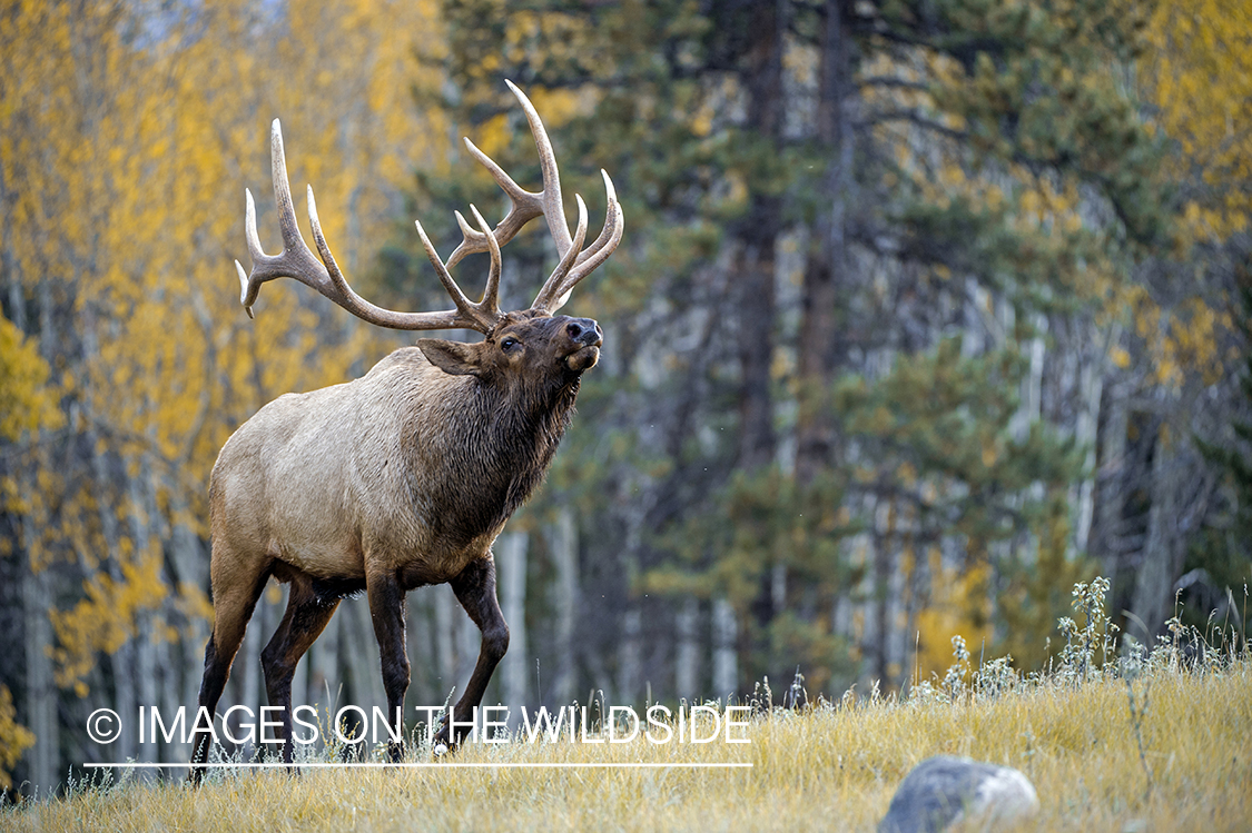 Bull elk sniffing air.