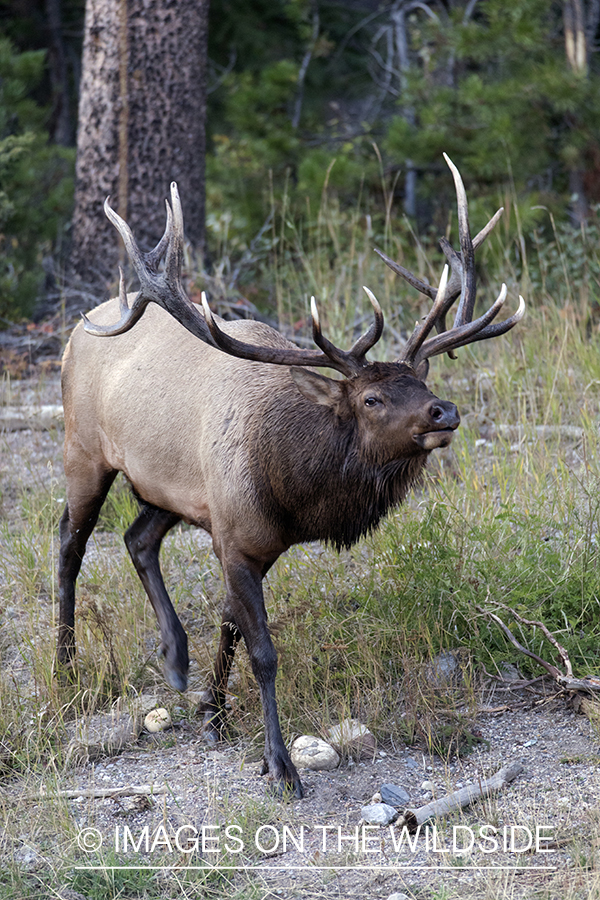 Bull elk sniffing the air.