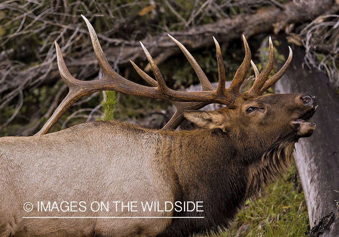 Bull elk bugling.