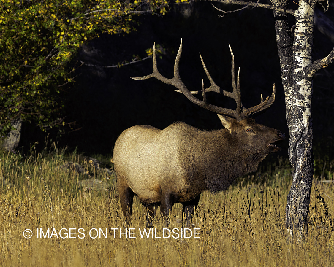 Bull elk bugling.