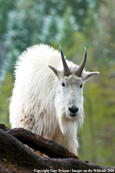 Billy Mountain Goat