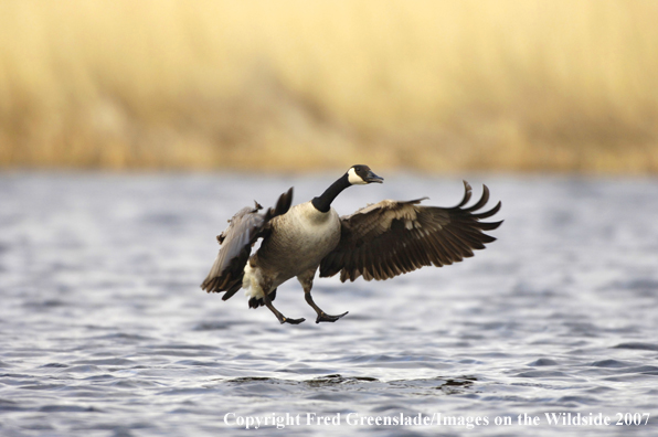 Canadian Goose landing on water