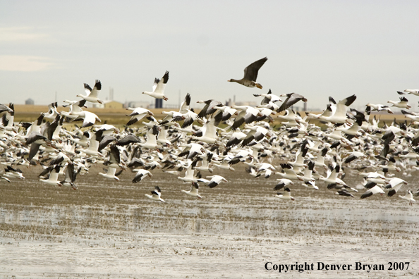 Snow geese in flight