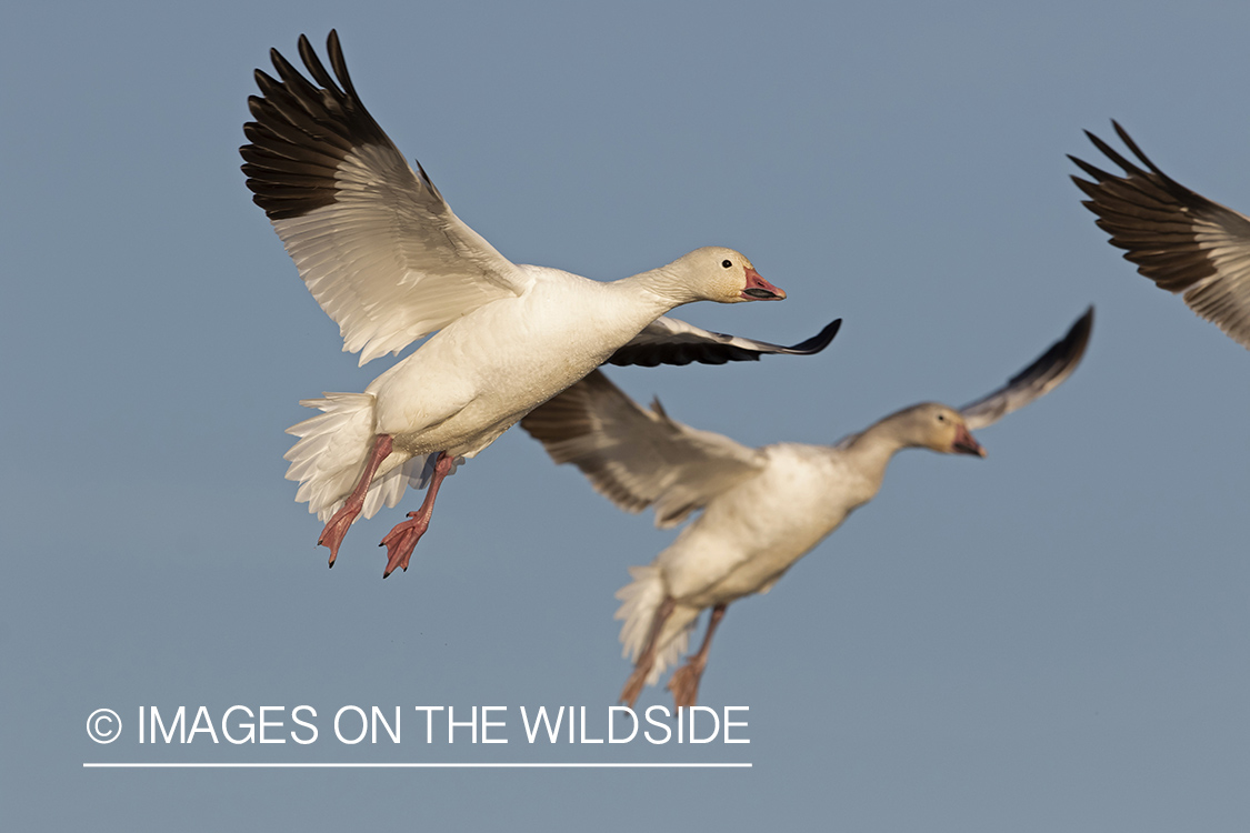 Snow geese in flight.