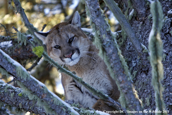 Treed Mountian Lion. 